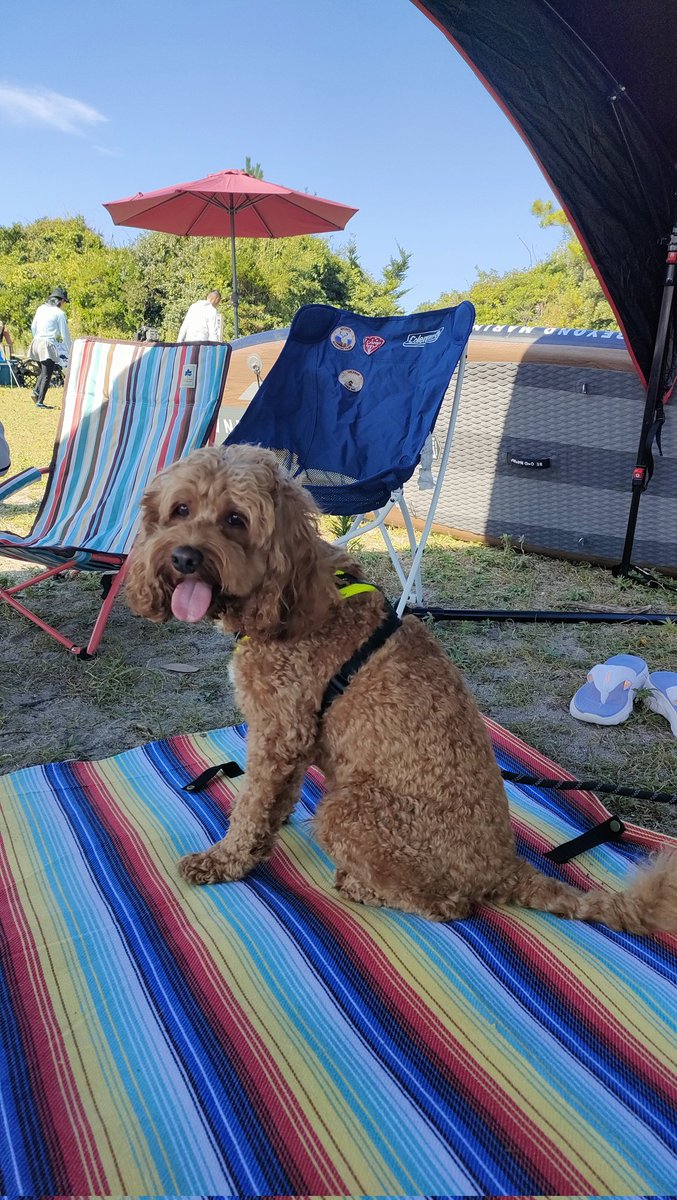 Waffle_Cockapoo's tweet image. 海なうです。
#コッカプー
#犬との暮らし
