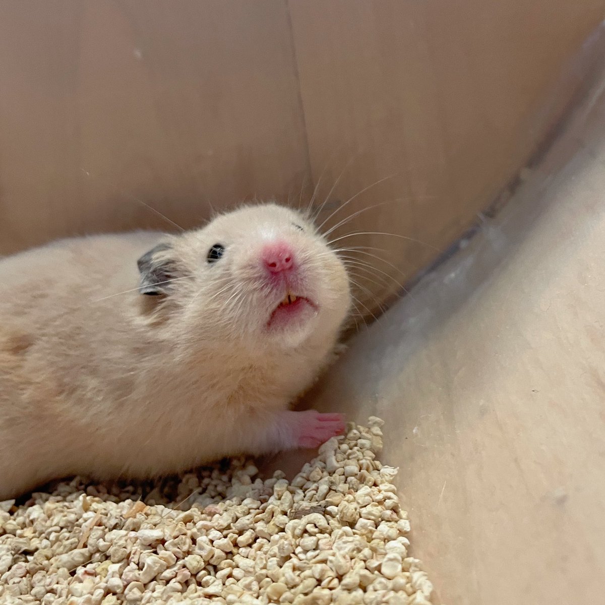 MOGUMOGUCAFE3's tweet photo. でっかいあくびでたね🤭

☎︎03-3404-1180 
#ハムスター　#はむすたー #hamster #햄스터　#倉鼠 #ハムスターカフェ #原宿 #東京 #小動物 #ハムスターのいる生活 #ハムスター部 #ジャンガリアンハムスター #ゴールデンハムスター #mogumogu https://t.co/1Qdft5GfiD