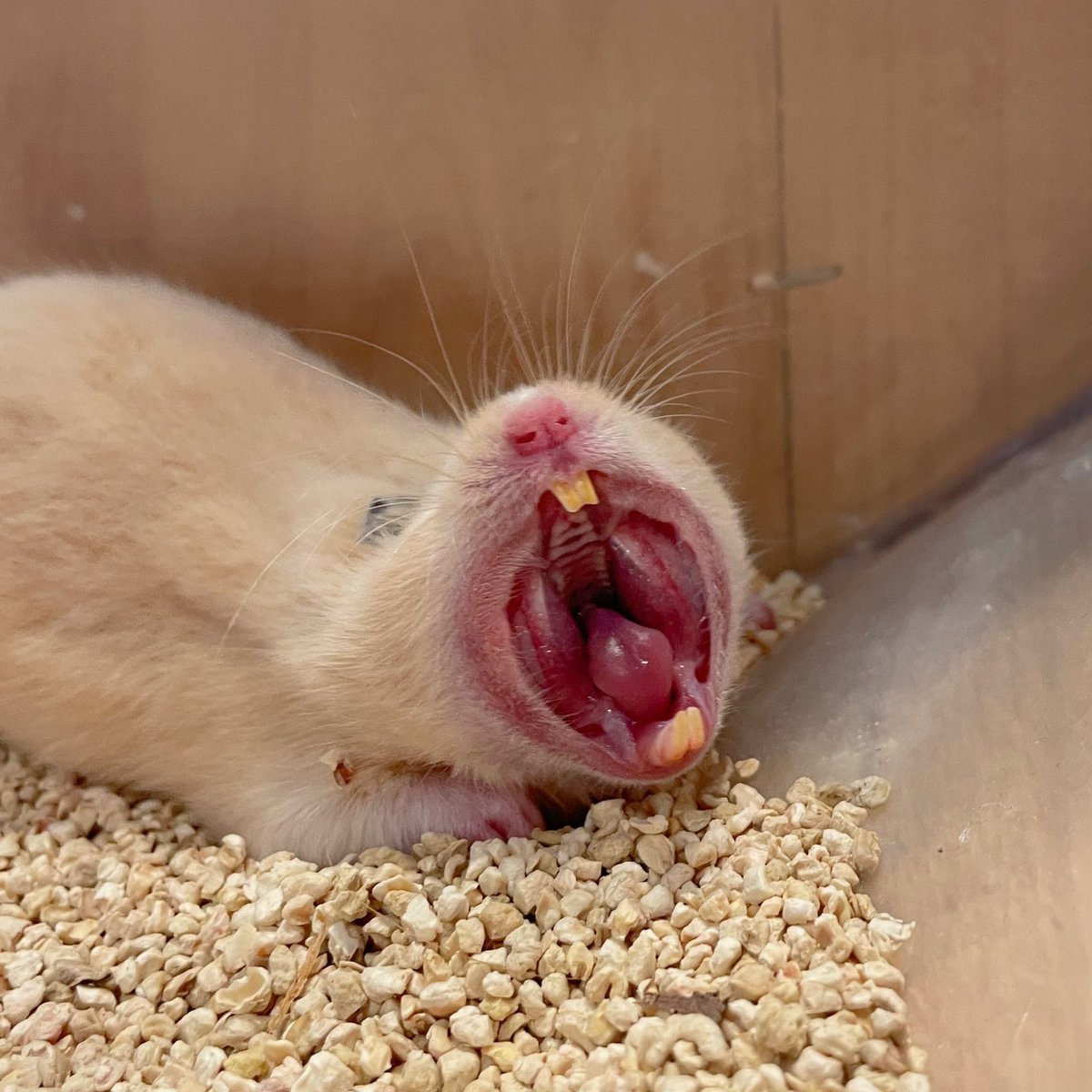 MOGUMOGUCAFE3's tweet photo. でっかいあくびでたね🤭

☎︎03-3404-1180 
#ハムスター　#はむすたー #hamster #햄스터　#倉鼠 #ハムスターカフェ #原宿 #東京 #小動物 #ハムスターのいる生活 #ハムスター部 #ジャンガリアンハムスター #ゴールデンハムスター #mogumogu https://t.co/1Qdft5GfiD