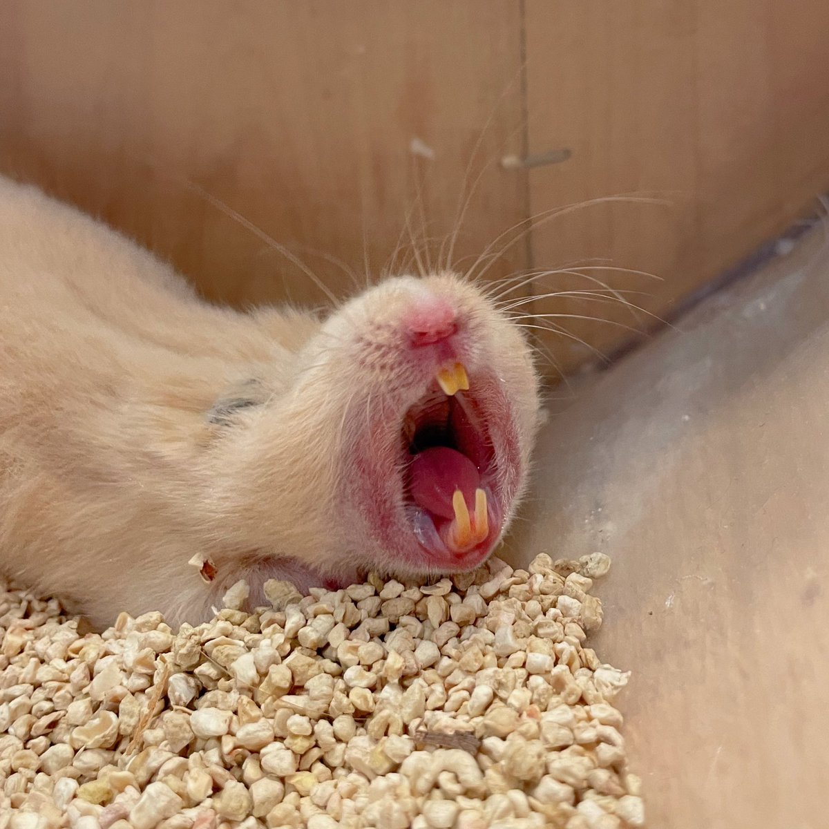 MOGUMOGUCAFE3's tweet photo. でっかいあくびでたね🤭

☎︎03-3404-1180 
#ハムスター　#はむすたー #hamster #햄스터　#倉鼠 #ハムスターカフェ #原宿 #東京 #小動物 #ハムスターのいる生活 #ハムスター部 #ジャンガリアンハムスター #ゴールデンハムスター #mogumogu https://t.co/1Qdft5GfiD
