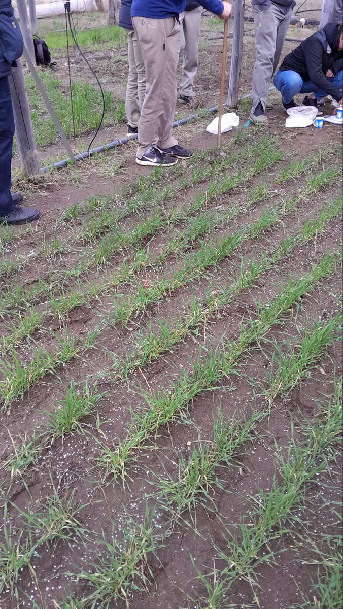 Ensayo de variedades de trigo

Determinaciones fenologicas (Escala Zadoks)

Fert. nitrogenada en macollaje (Z2.2 -Z2.3), al voleo.
100 kg N/ha (urea granulada)

Determinacion de malezas invernales en las parcelas, previo al control químico.