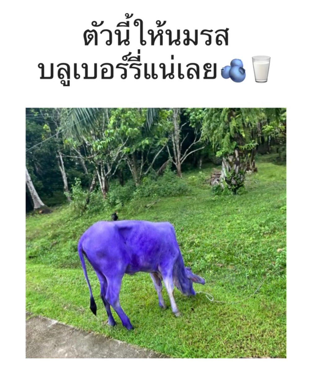 กูจะรั่วกับคนไทย 555555556666666666