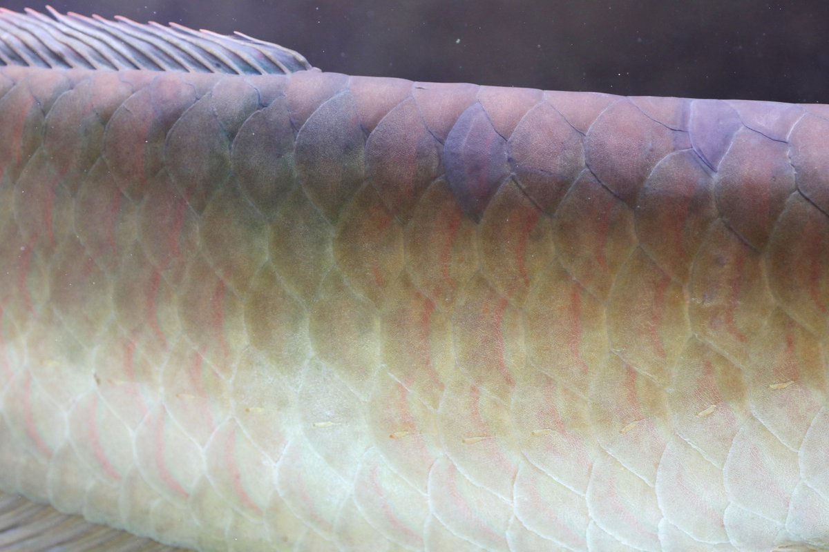 世界最大のアロワナ、シルバーアロワナ 美しい魚です
