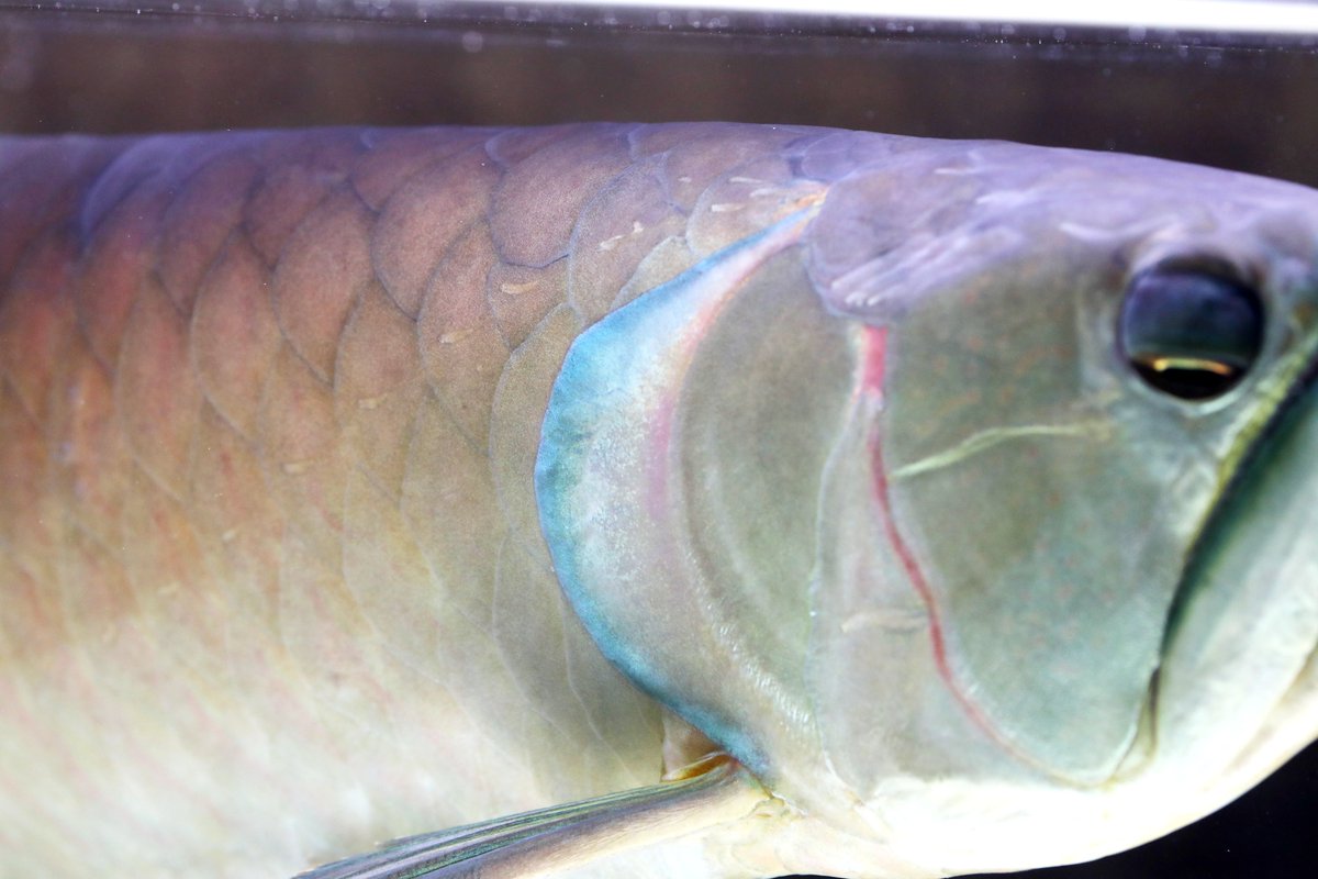 世界最大のアロワナ、シルバーアロワナ 美しい魚です