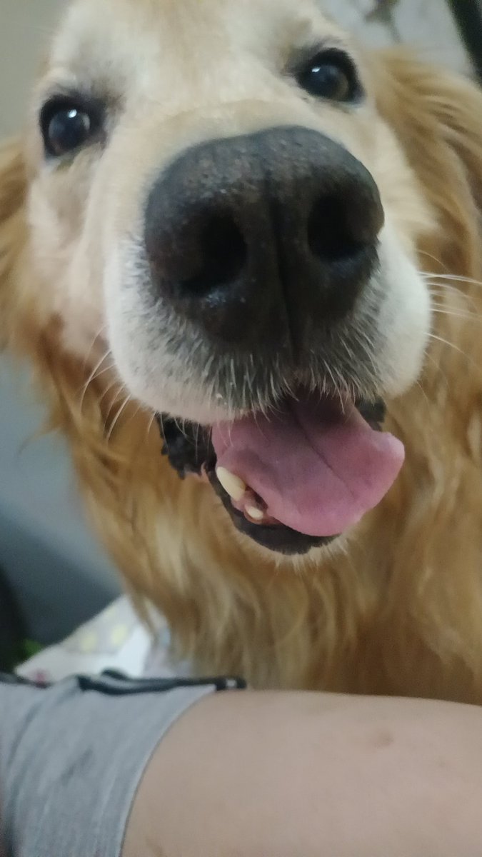 goldendoggg (COMMS OPEN) tweet media