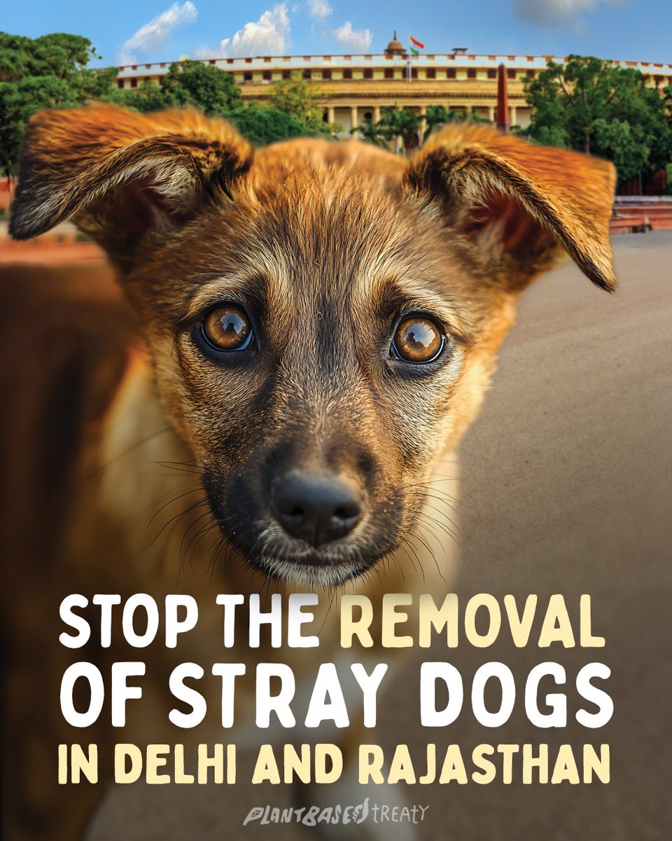 🚨URGENT – OUR DOG FRIENDS ARE IN DANGER!🚨

Sign the petition: drove.com/campaign/689e0…

Stray dogs, including sterilized and vaccinated dogs, in Delhi &amp; Rajasthan are being illegally removed — violating the ABC Rules, 2023.

✍ Sign our petition NOW to save dogs! 🐶