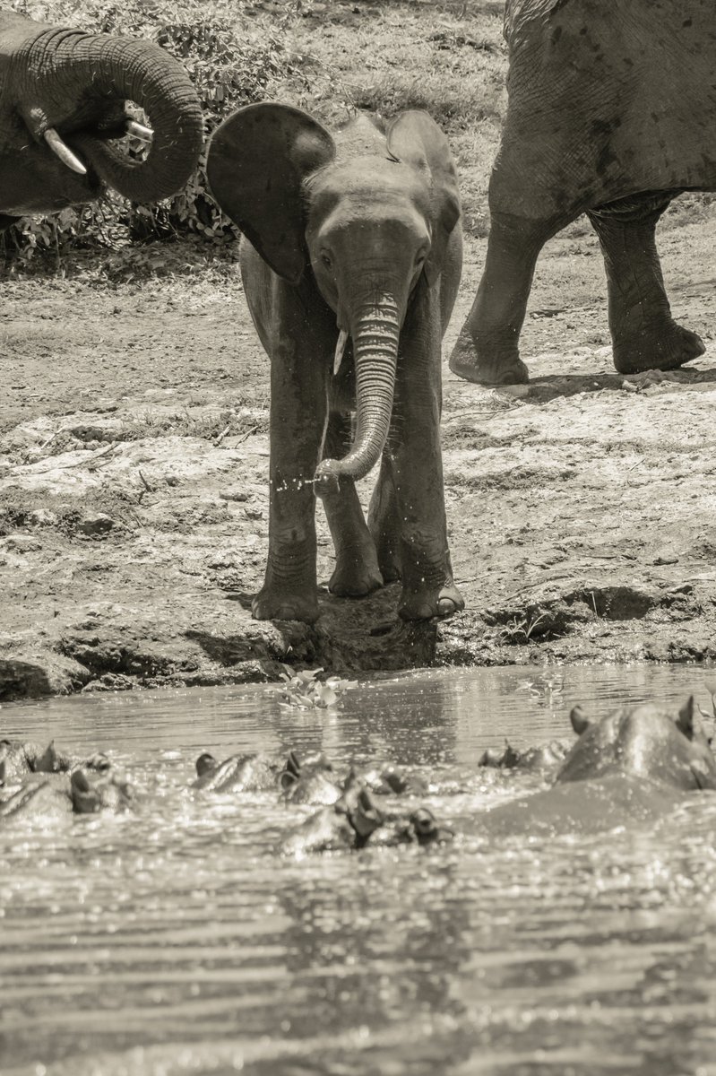 Kamalak Kannan BV (@bownaankamal) on Twitter photo The little teacher for Hippos | Kazinga Channel | Uganda
Photo by <a href="/bownaankamal/">Kamalak Kannan BV</a>
.
.
#AfricanElephants #KazingaChannel #UgandaWildlife #ElephantConservation #BownaanKamal The little teacher for Hippos | Kazinga Channel | Uganda
Photo by <a href="/bownaankamal/">Kamalak Kannan BV</a>
.
.
#AfricanElephants #KazingaChannel #UgandaWildlife #ElephantConservation #BownaanKamal
