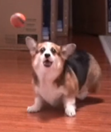 Alkaizer tweet media