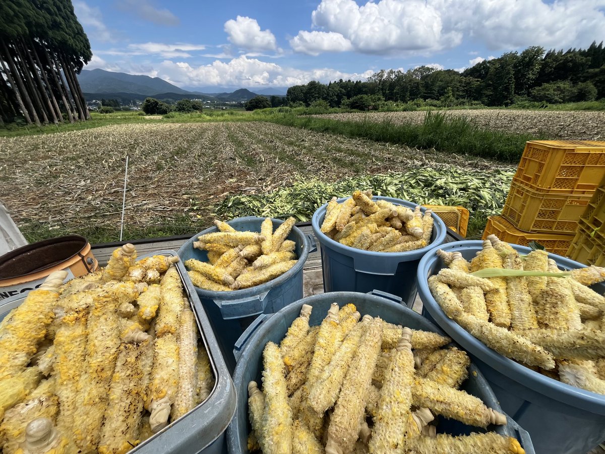 皆様に分別いただきましたとうもろこしの芯のその後です。 生育の悪い畑に施された後、長い時間をかけて分解され、翌年以降のとうもろこしのための肥料となります。  おかげ様で当店の畑の秀品率も少しずつ上がって参りました。 これからも分別にご協力いただければ幸い ..., image size:1200x900