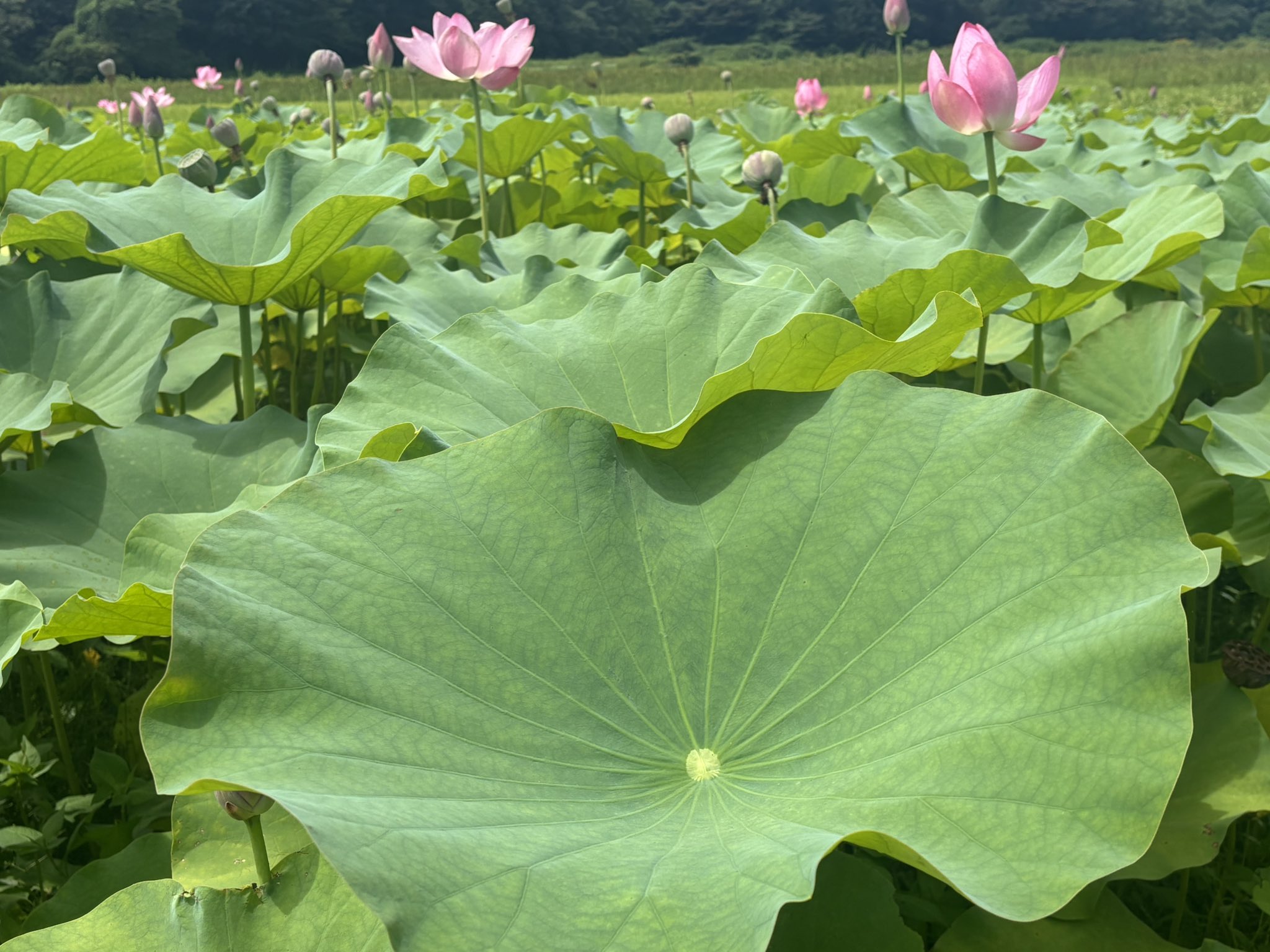 蓮の花地蔵 Jun Takeda on X: 