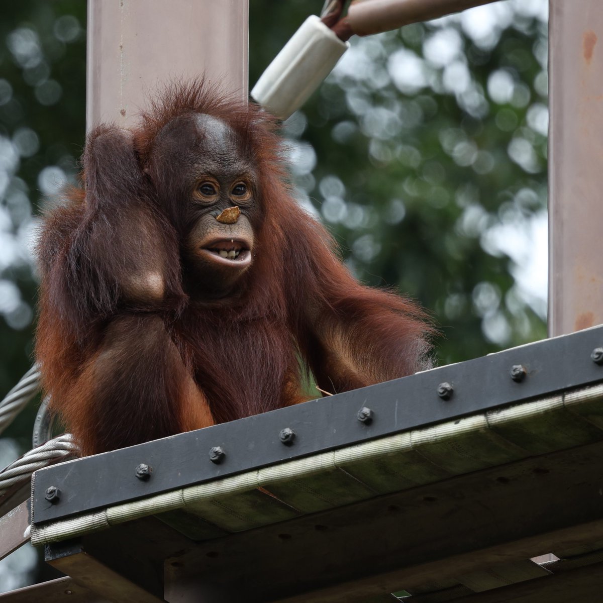 bor_suma_ora's tweet image. おもしろかわいすぎる。何やってんだかw。
それにしても、遊びを創りだす能力が高いよな～。
ナイス👍。
#ホッピー #Hoppy 
#多摩動物公園のボルネオオランウータン #bornean_orangutans_in_tama_zoo