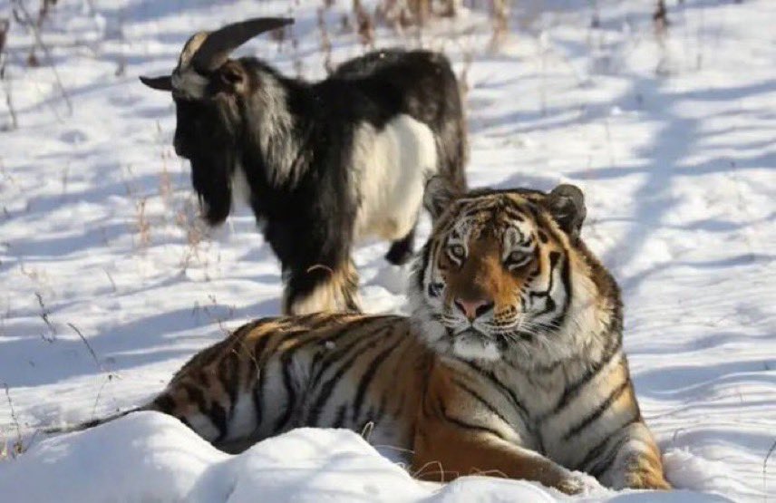 Tiger lying in snow with goat standing behind