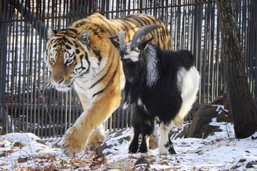 Tiger and goat walking side by side in snowy enclosure