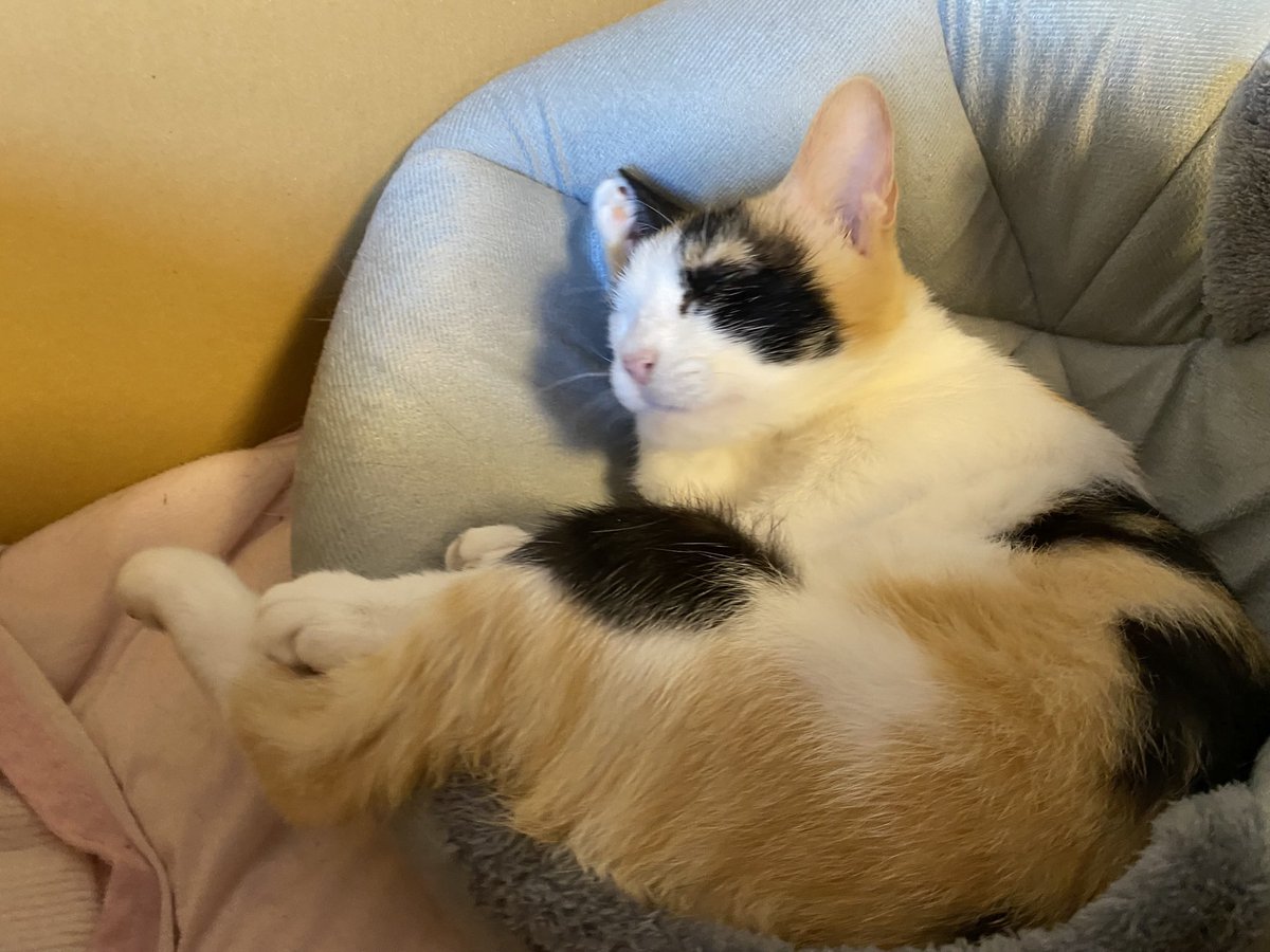 猫　毛づくろい 毛繕い中のネコ氏の名前を呼んでみたら、100点満点のポーズと