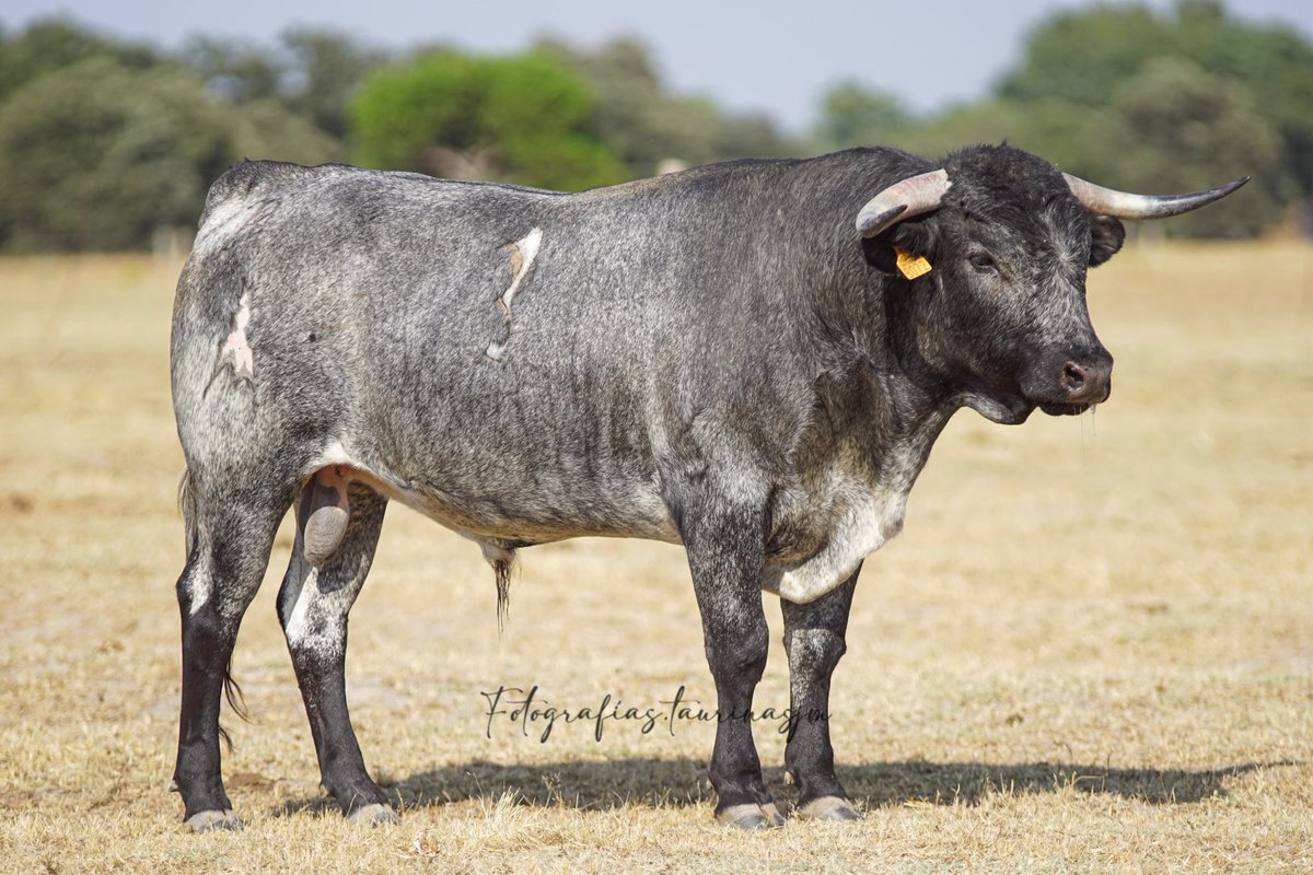 MC_huertasvega's tweet image. La temporada taurina avanza, agosto y septiembre son meses muy ajetreados en el campo y en las plazas. #temporada #camada #erales #calor #españa #taurino #tauromaquias #ganadobravo #ganaderiacristinahuertas #toledo #mundotaurino #cultura
