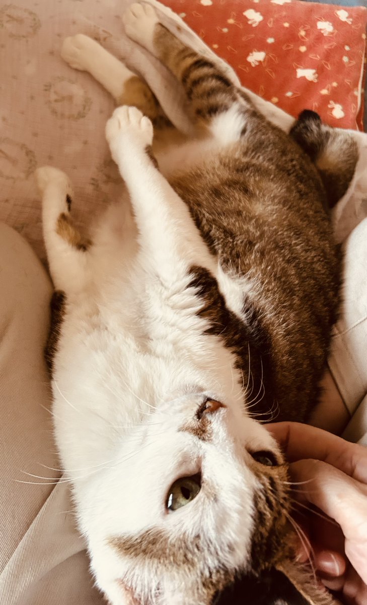 また鼻炎の薬もらいに行きます
飼い主ともどもハウスダストアレルギーっぽいな〜