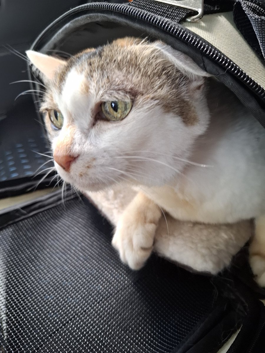 皆さんこんにちは
可愛い我が家の猫の写真てすみません
今から映画にいるから何を見たかは、後で報告するね♥️