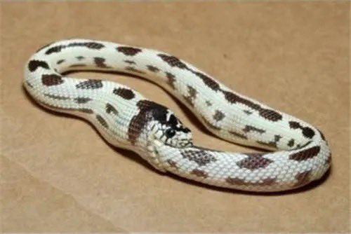 Stella Nyanzi tweet media