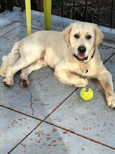 Save the Koala (AKF) tweet media