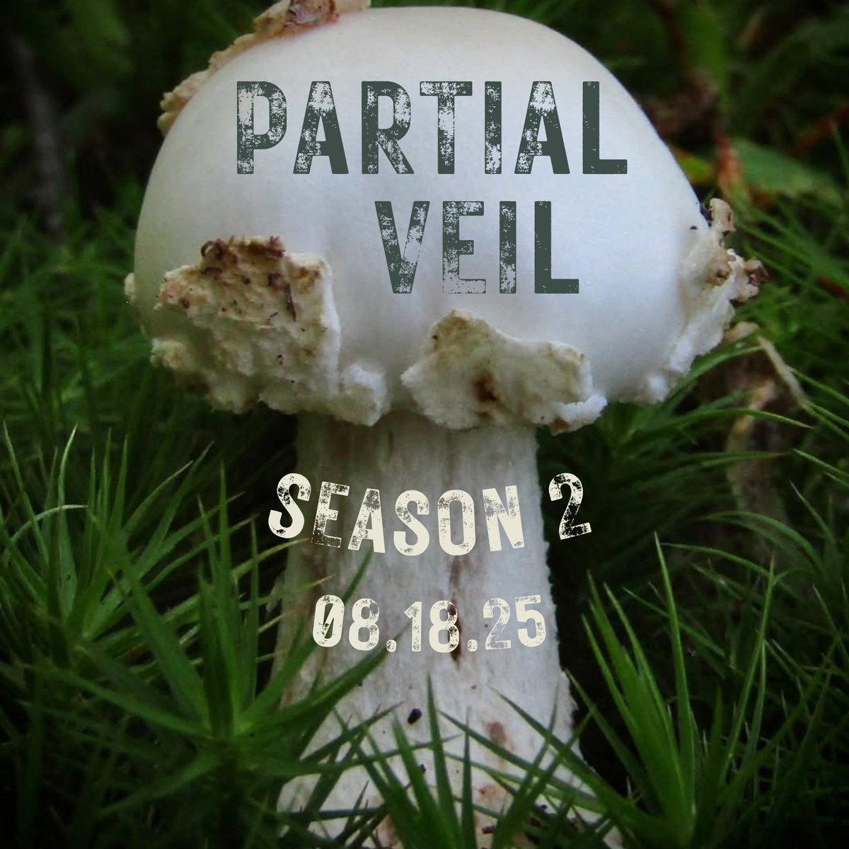 Partial Veil tweet media