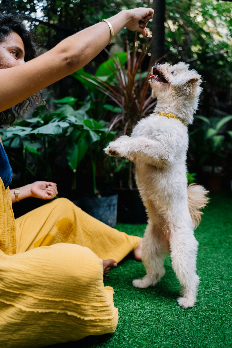 DrDoScienceBlog's tweet image. Best Friend or Stress Test? According to the NIH, 68% of households in the United States have a pet. Pets are thought to help people by decreasing stress and…lifelinesblog.com/2025/08/15/bes…
#pets #dogs #health #stress #medicine
Photo by Anna Tarazevich on Pexels.com