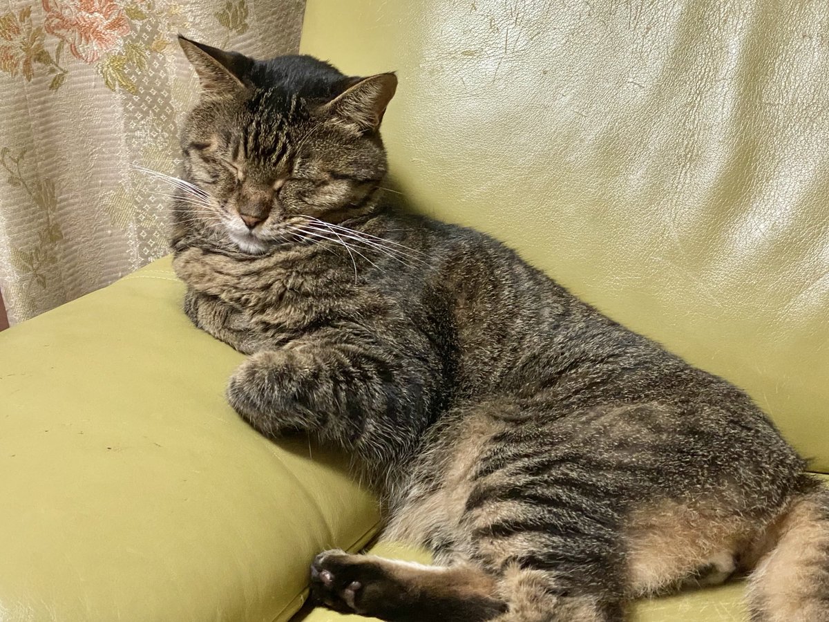 ウトウト…

#猫 #cat #保護猫 #キジトラ #ねこ部 #猫のいる暮らし #猫好き #ねこのいる生活 #猫好きさんと繋がりたい #リトルキャッツ出身 #くるにゃん卒業