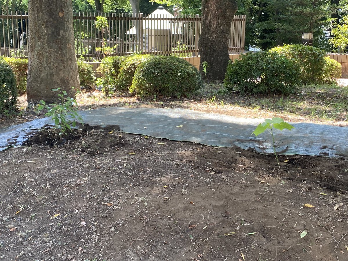 戦後80年。
本日は八王子市役所広場にて行われた被爆樹木2世である広島のアオギリと長崎のクスノキの植樹式に参加。
八王子原水協をはじめ平和を願う市民の皆さんとともに私たち議員団も求めてきました。
改めて今を新たな戦前にさせない。この決意を強くするとともに、関係者の皆さんに感謝します。