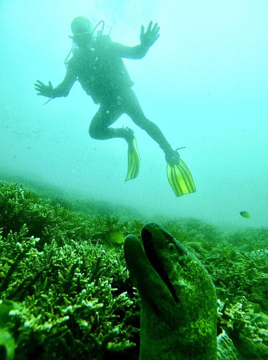 Saying “Hi” to a Giant Moray Eel!! 😬😬😬