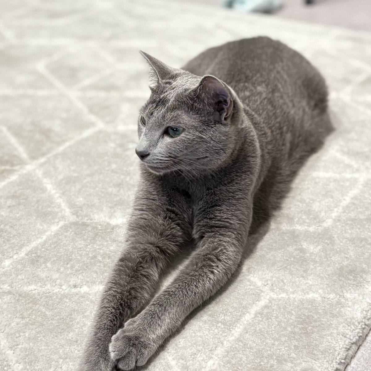 ロシアンブルー様⁂ ロシアンブルーのシアン🐈‍⬛ (@kana_cosme123) / X