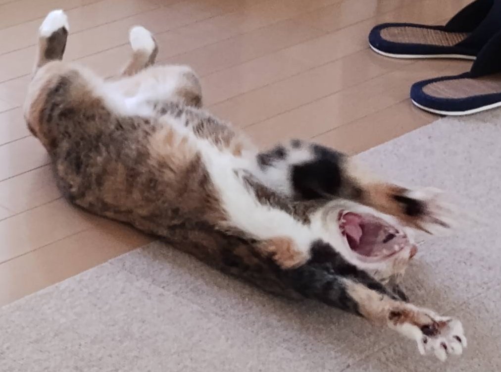 外が暑いにゃー！