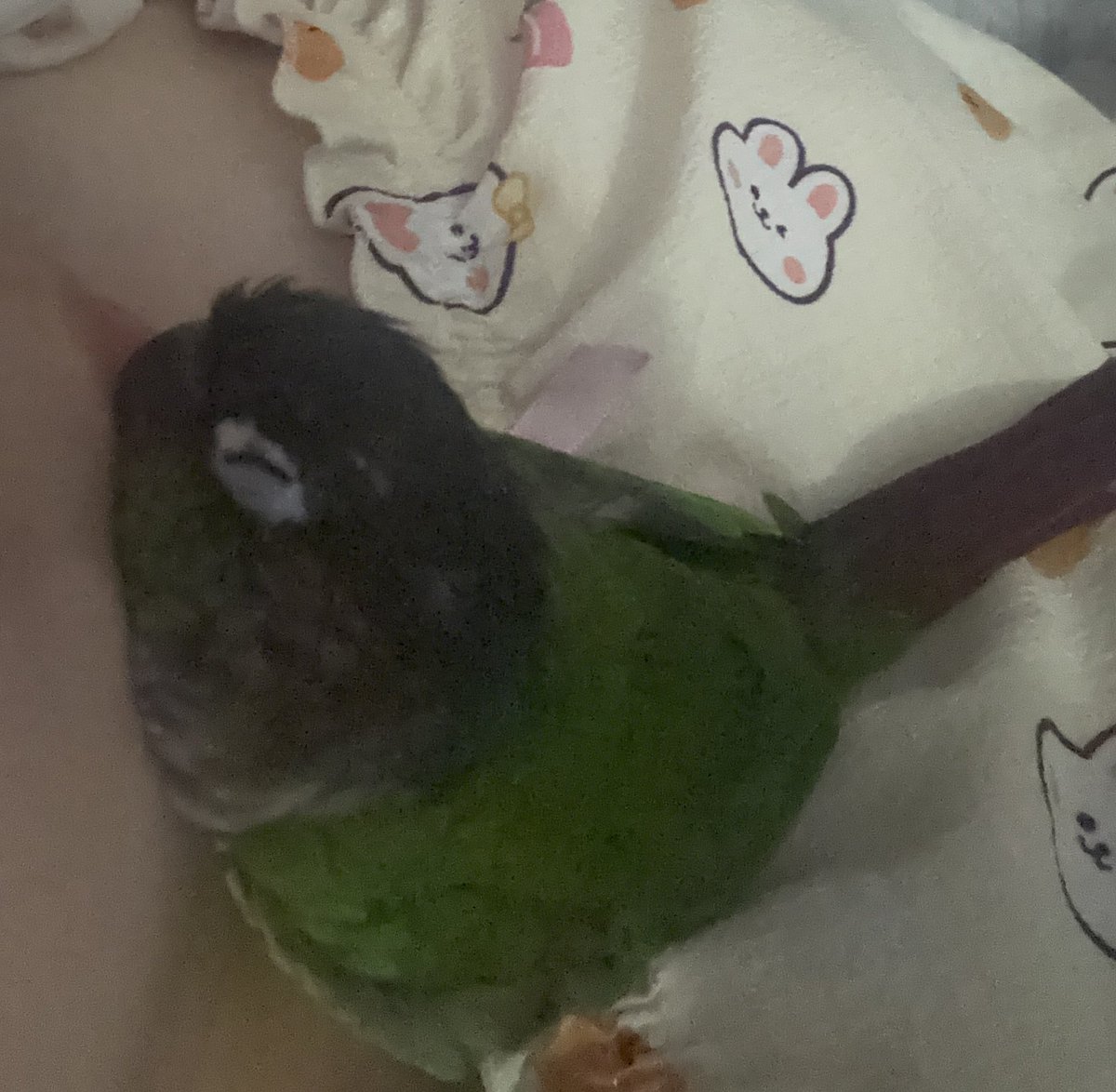 매일 이러고 자는데
얘를 깨워서 새장에 넣는 끔찍한 짓을 매일 반복하는 중임