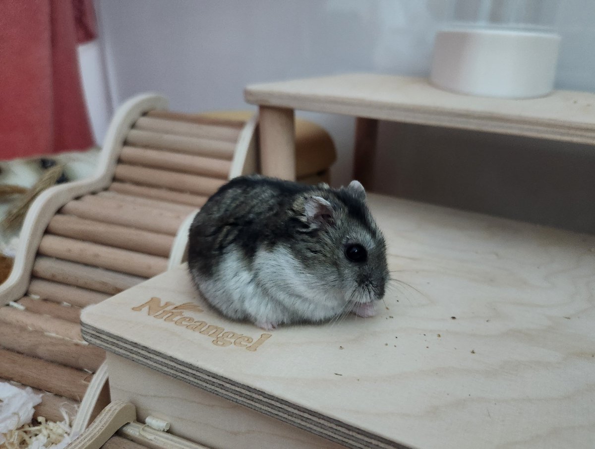 귤밭주인의 청귤농사 tweet media