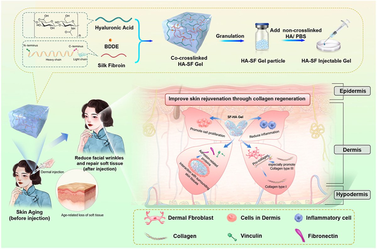ActaPharmSinB's tweet photo. Article✍️A high #clinically #translatable #strategy to anti-#aging using #hyaluronic #acid and #silk #fibroin co-crosslinked #hydrogels as dermal regenerative #fillers. From Dr. Liu @PekingUnionMedicalCollege;
https://t.co/Ijri2mEBpV. https://t.co/K54OsjHSp8