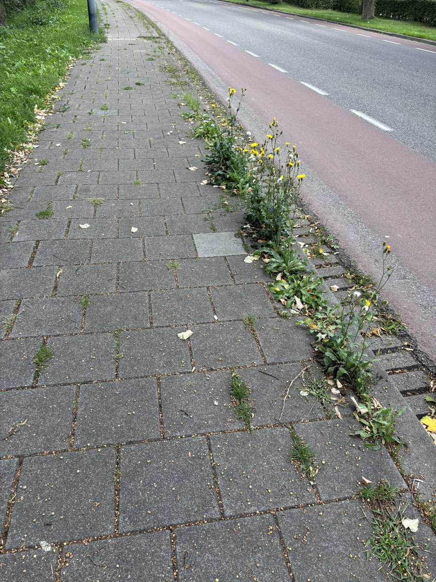 Cret. Oomen tweet media