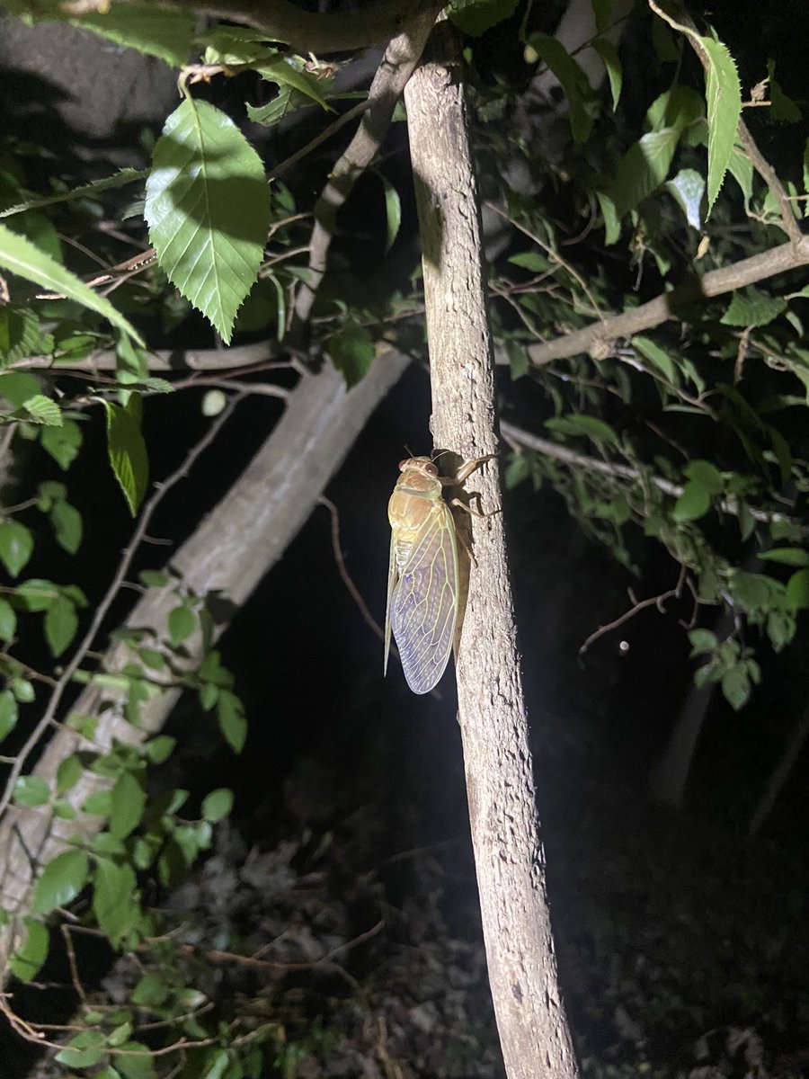 hbk_Bi18's tweet photo. 夏を感じてきました。
昆虫採集は何歳になっても楽しい！ https://t.co/Heac0u5Y1c