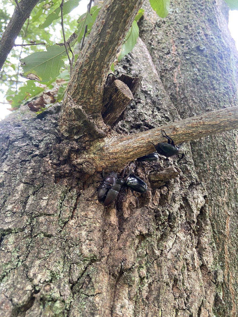 夏を感じてきました。
昆虫採集は何歳になっても楽しい！