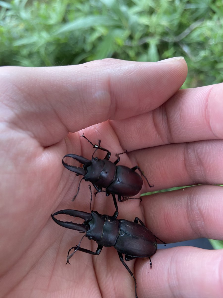 hbk_Bi18's tweet photo. 夏を感じてきました。
昆虫採集は何歳になっても楽しい！ https://t.co/Heac0u5Y1c