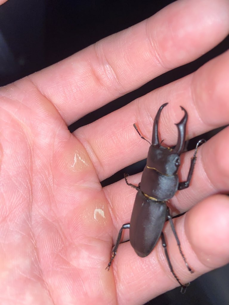 hbk_Bi18's tweet photo. 夏を感じてきました。
昆虫採集は何歳になっても楽しい！ https://t.co/Heac0u5Y1c
