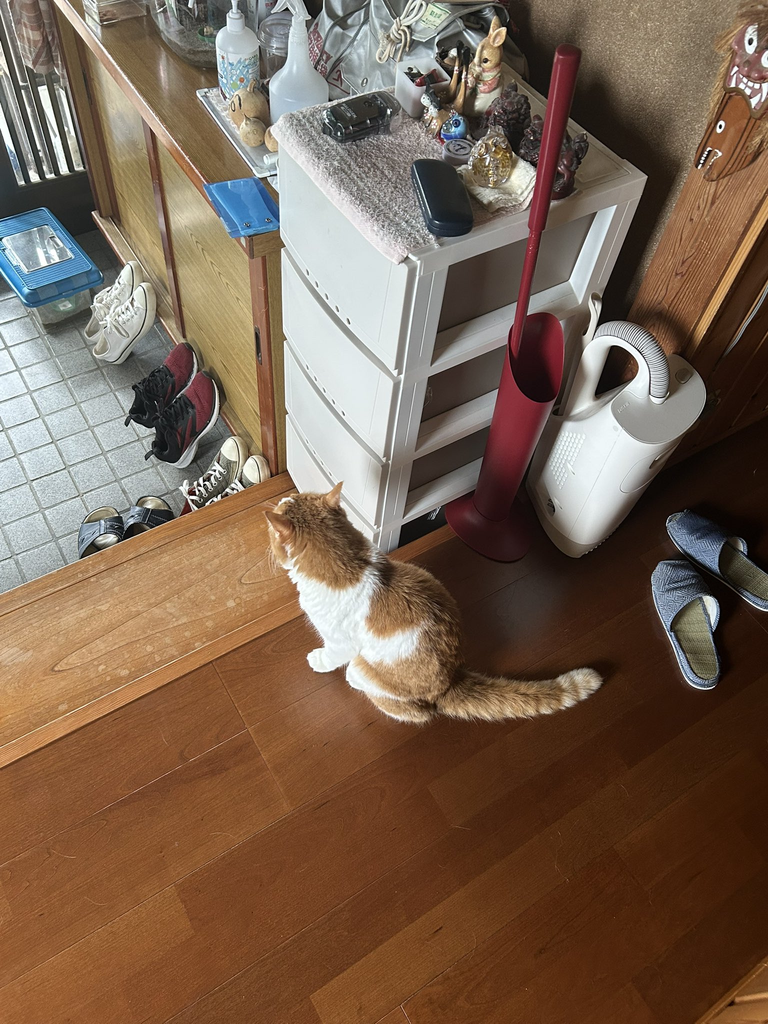 実家猫 Amazon | 猫家族 キャットタワー 木製 宇宙船カプセル 据え置き