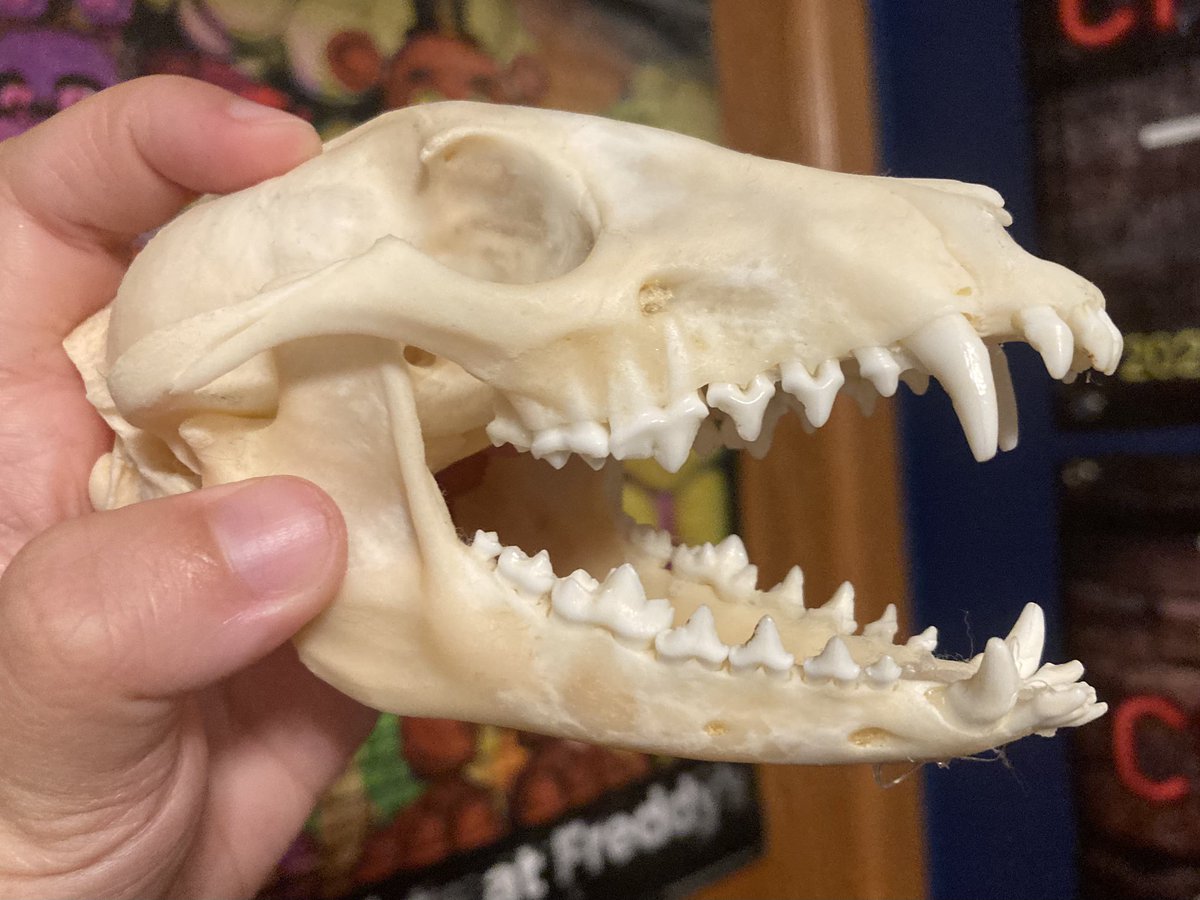 🪦 Lamb 🪦 tweet media