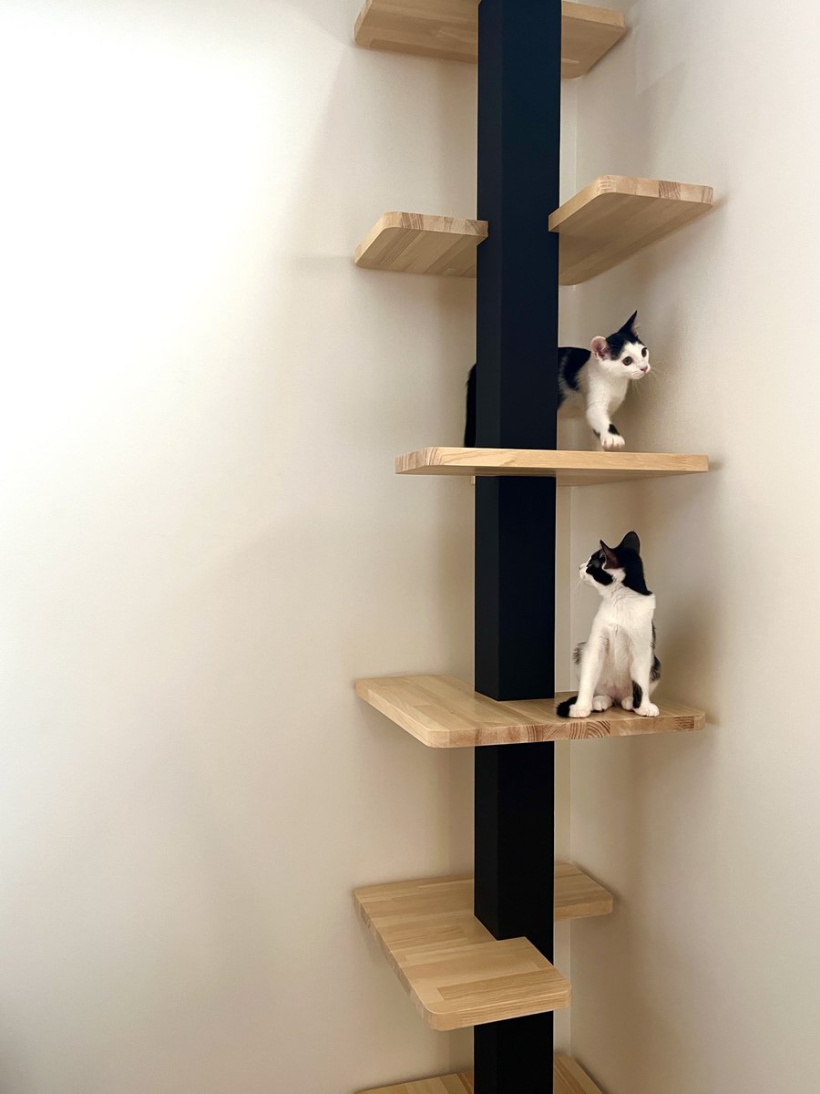 ちょっと前に竣工した家の施主様が子猫の兄弟を迎えたそうで、写真をいっぱい送ってもらった。可愛いよねぇ子猫は。すぐ大きくなるんだろうな。

#猫と暮らす幸せ