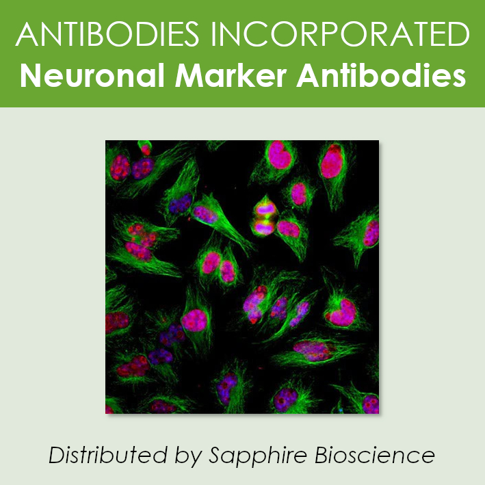 Antibodies Incorporated offers Neuronal Cell Marker Antibodies that are available in several species for ease in multiplexing applications! Available in Australia and New Zealand from Sapphire Bioscience. 
sapphirebioscience.com/page/1175