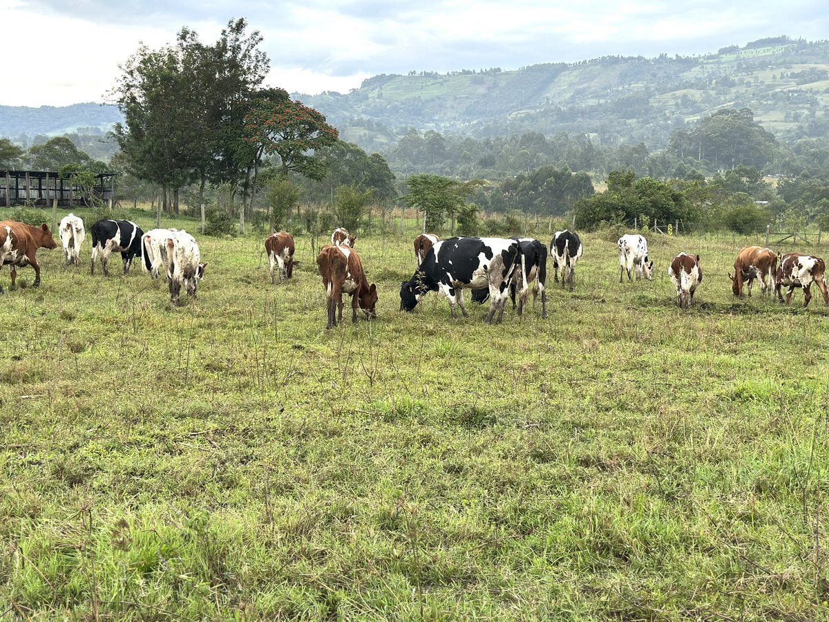 Mr. Agriculture 👩🌾 (@rodgers_kirwa) on Twitter photo It was a farm visit Thursday with <a href="/KachileiLevy/">ThisFarmer kachilei</a>
Invest in yourself as a farmer all the time, take time to learn, attend workshops ,seminars & field days and also visit fellow farmers .
There is no better classroom than the field.
Ukulima ni fun.👌
#AgribusinessTalk254 It was a farm visit Thursday with <a href="/KachileiLevy/">ThisFarmer kachilei</a>
Invest in yourself as a farmer all the time, take time to learn, attend workshops ,seminars & field days and also visit fellow farmers .
There is no better classroom than the field.
Ukulima ni fun.👌
#AgribusinessTalk254