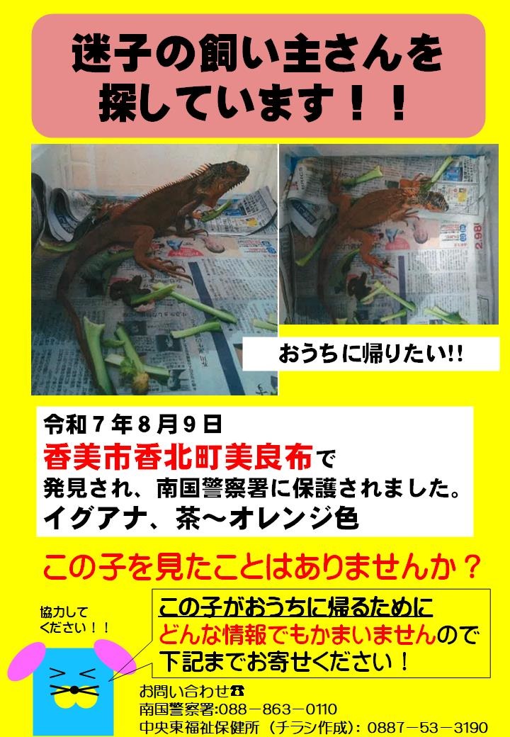 pref_kochi's tweet photo. ／
迷子のイグアナの飼い主さんを
探しています🦎
＼

令和７年８月９日、香美市香北町
美良布で発見されました。
体色は茶～オレンジ色です。

心当たりのある方は、
南国警察署：088-863-0110
中央東福祉保健所：0887-53-3190
までご連絡ください📞

#高知県 #香美市 #イグアナ https://t.co/PnP0ZIM4Fj