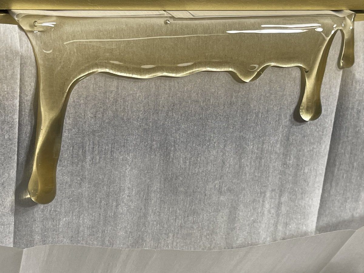 wavingcathash's tweet image. Banana Cane #7, bred and selected by the good sir @pure_melt, holy fucking pineapple banana smoothie juice on this one🍍🍌