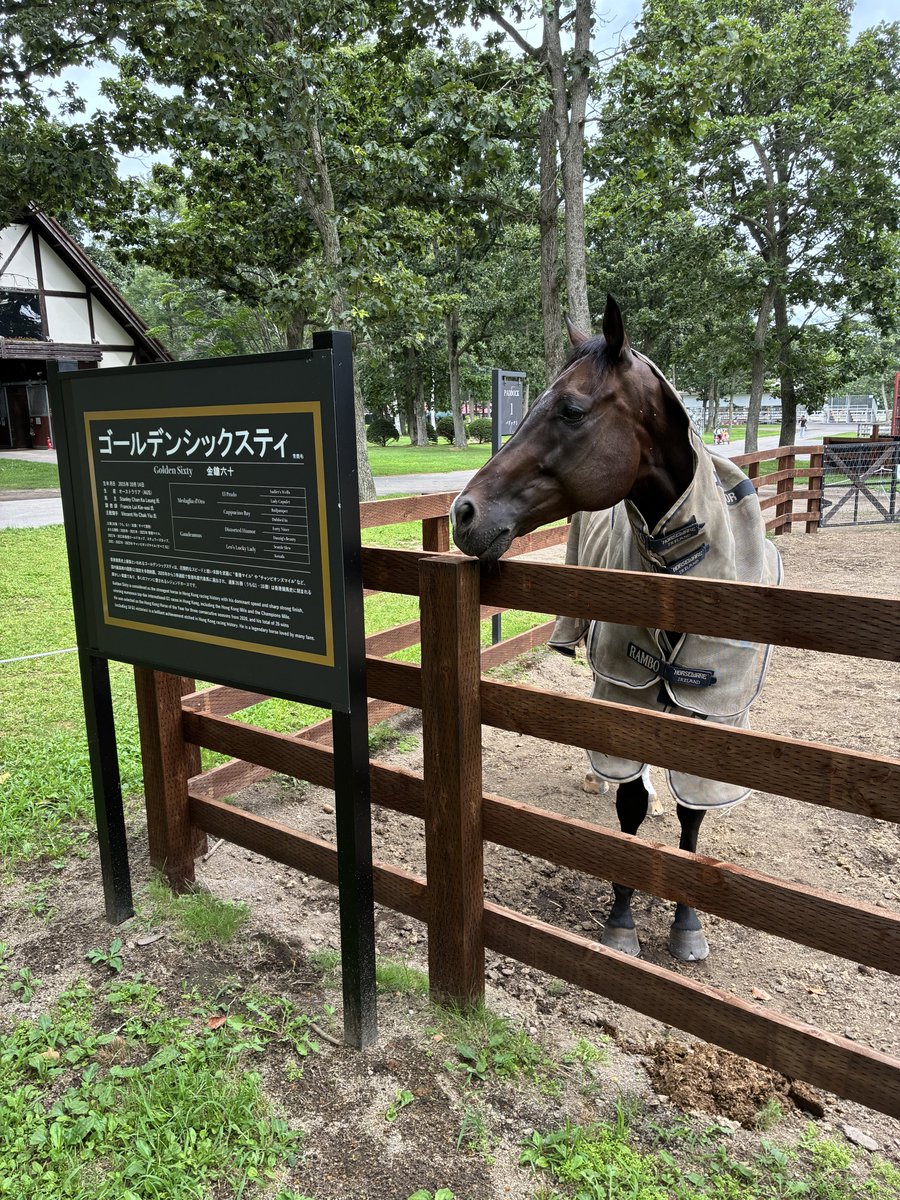 ゴールデンシックスティ　金鎗六十 アバンティ ぬいぐるみ レーシングプログラム 2025年最新】ゴールデンシックスティの人気アイテム - メルカリ