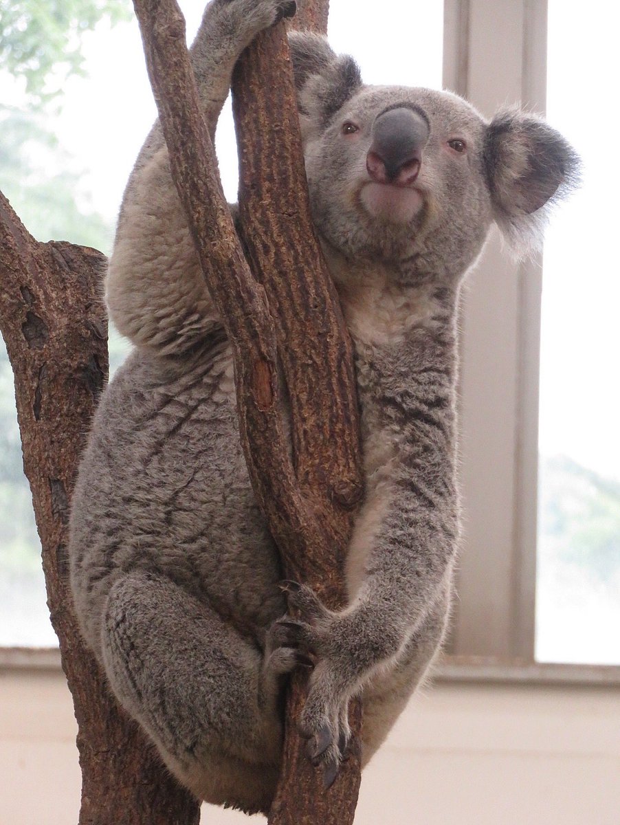 コアラ yasijun🐨🐨🐨コアラーイラストレーター on X: 