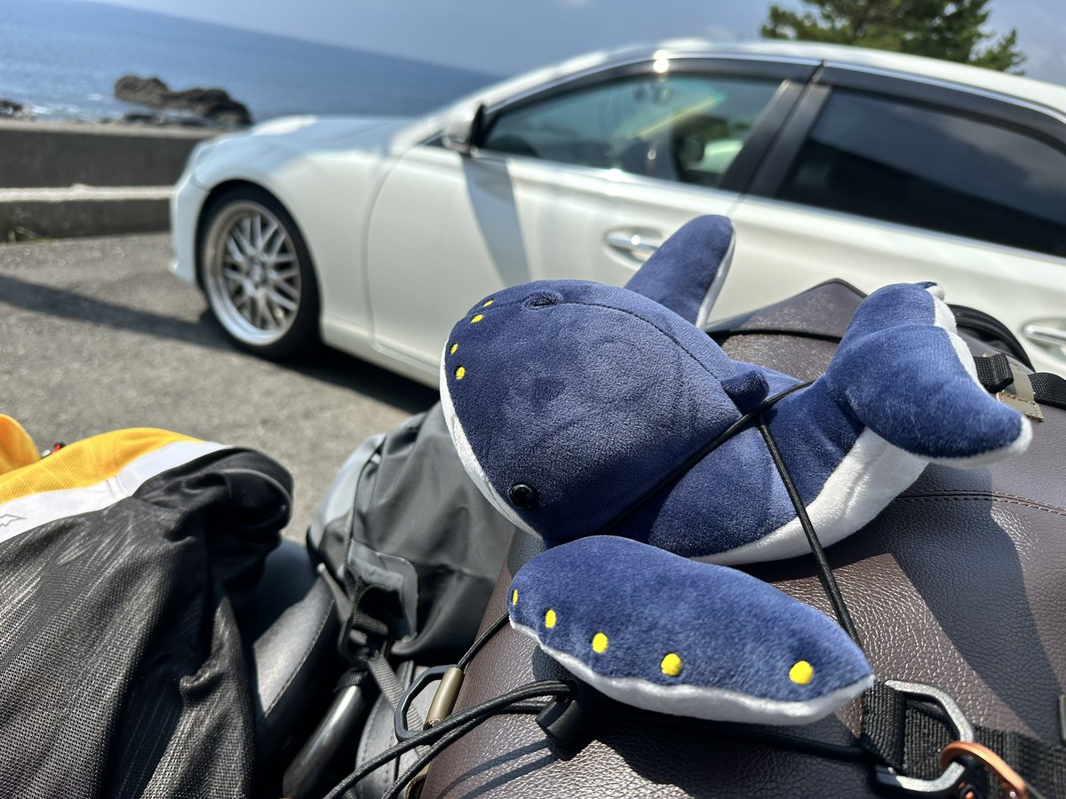 鯨館のくじ
ザトウクジラ🐋が仲間に加わった！
マッコウも可愛かった〜🐳🤍