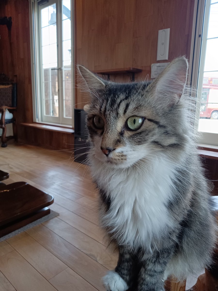 Z750CHOBI's tweet photo. 猫カフェ行ってきた🐱
みんな喧嘩もしないでいいコだったなぁ https://t.co/HbVQUZnLHA