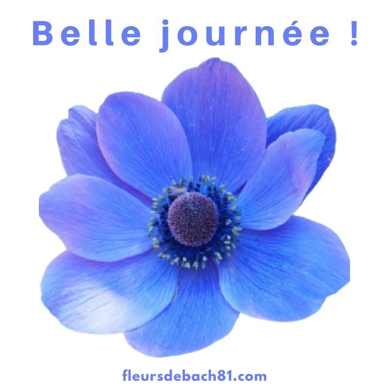 fleursdebach81's tweet photo. Fleurs de Bach/Sophro/Relaxation/Méditation 
Mazamet (Tarn) &amp; VISIO
https://t.co/t1pNGDd0fw
#patrickdonnadille #fleursdebach #fleursdebach81  #sophrologie #meditation #Occitanie #tarn https://t.co/TA4Ti6S5eD
